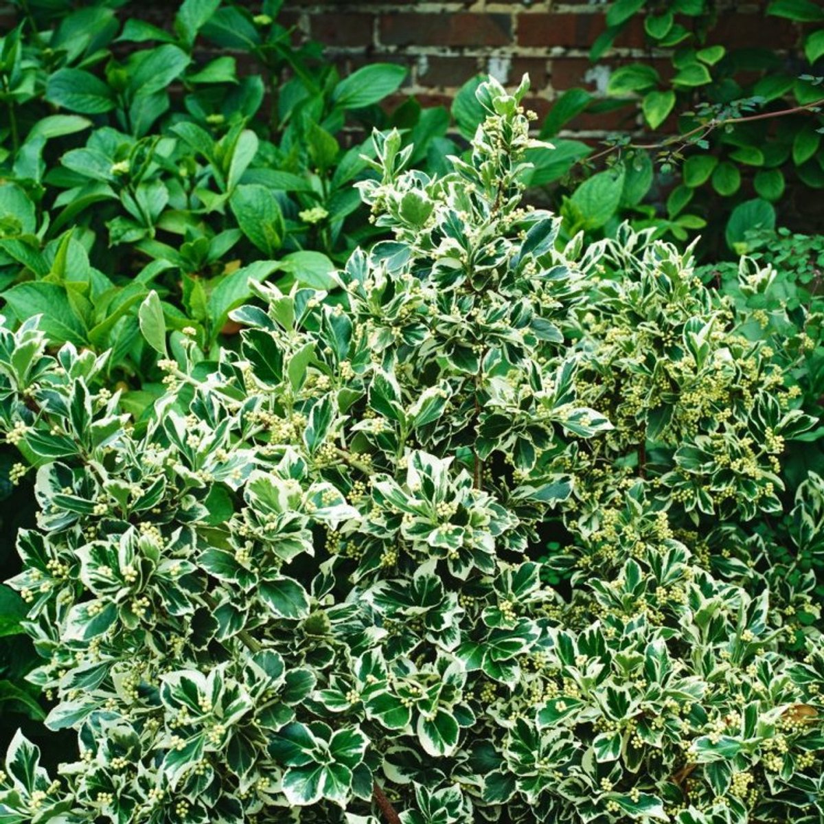 Plants Online BV - Planten - Set van 1 - Euonymus fortunei 'Silver Queen'