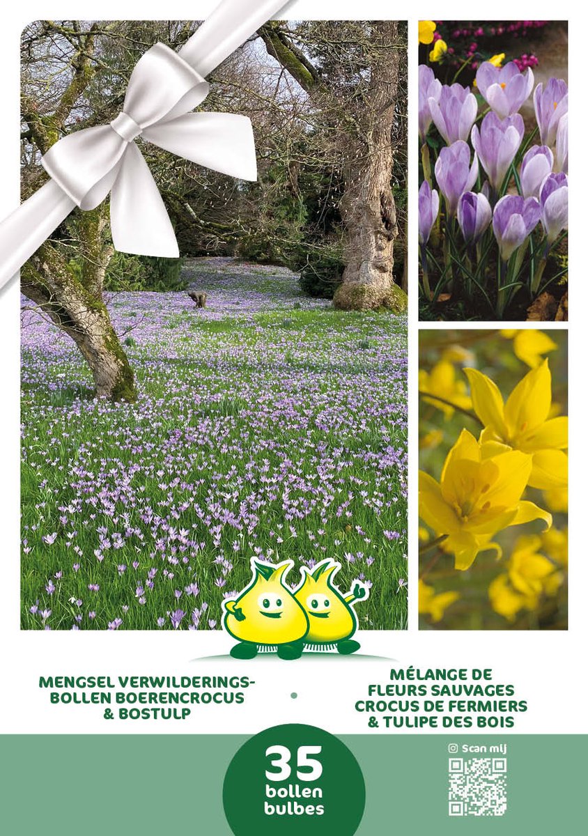 Cadeauverpakking Mengsel Verwilderingsbollen Boerencrocus & Bostulp - 35 bloembollen in 2 soorten