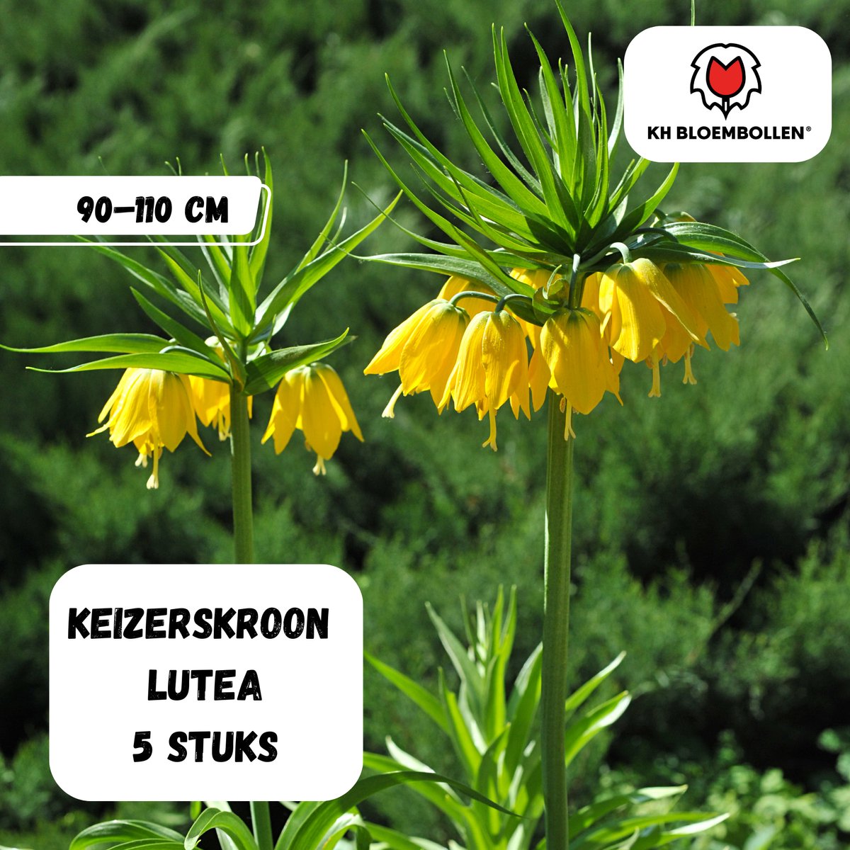 Bloembollen - Fritillaria Lutea 5st. - KH Bloembollen® - gele keizerskroon - opvallende voorjaarsbloei - 5 stuks - Cadeau - Tuin - Vers van de teler!