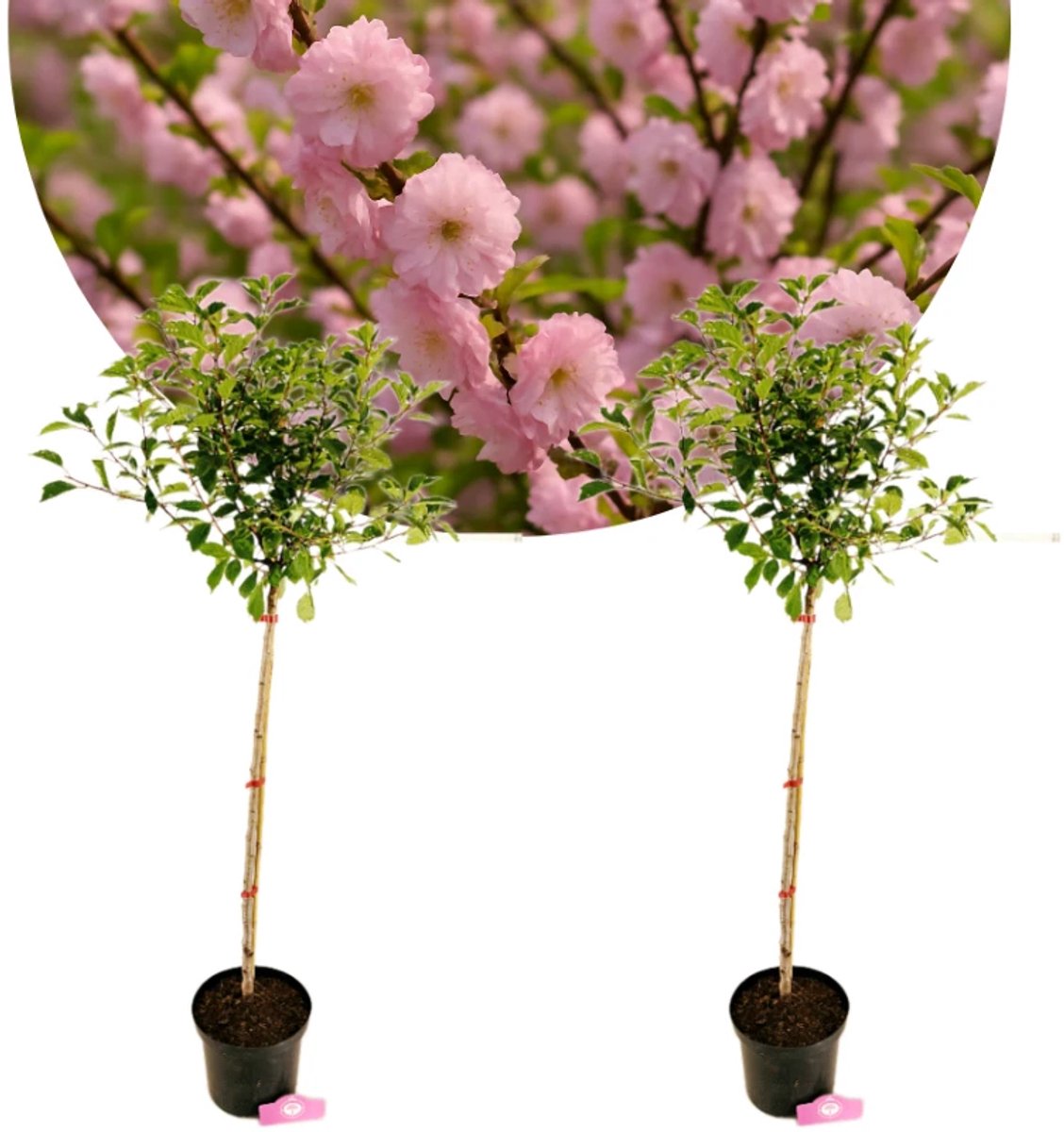 Set van 2 Prunus triloba - Amandelboompje - Hoogte 100cm - 5 liter pot