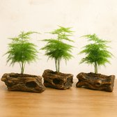 3 Kleine Houten Bloempotjes - Decoratie - 12 cm
