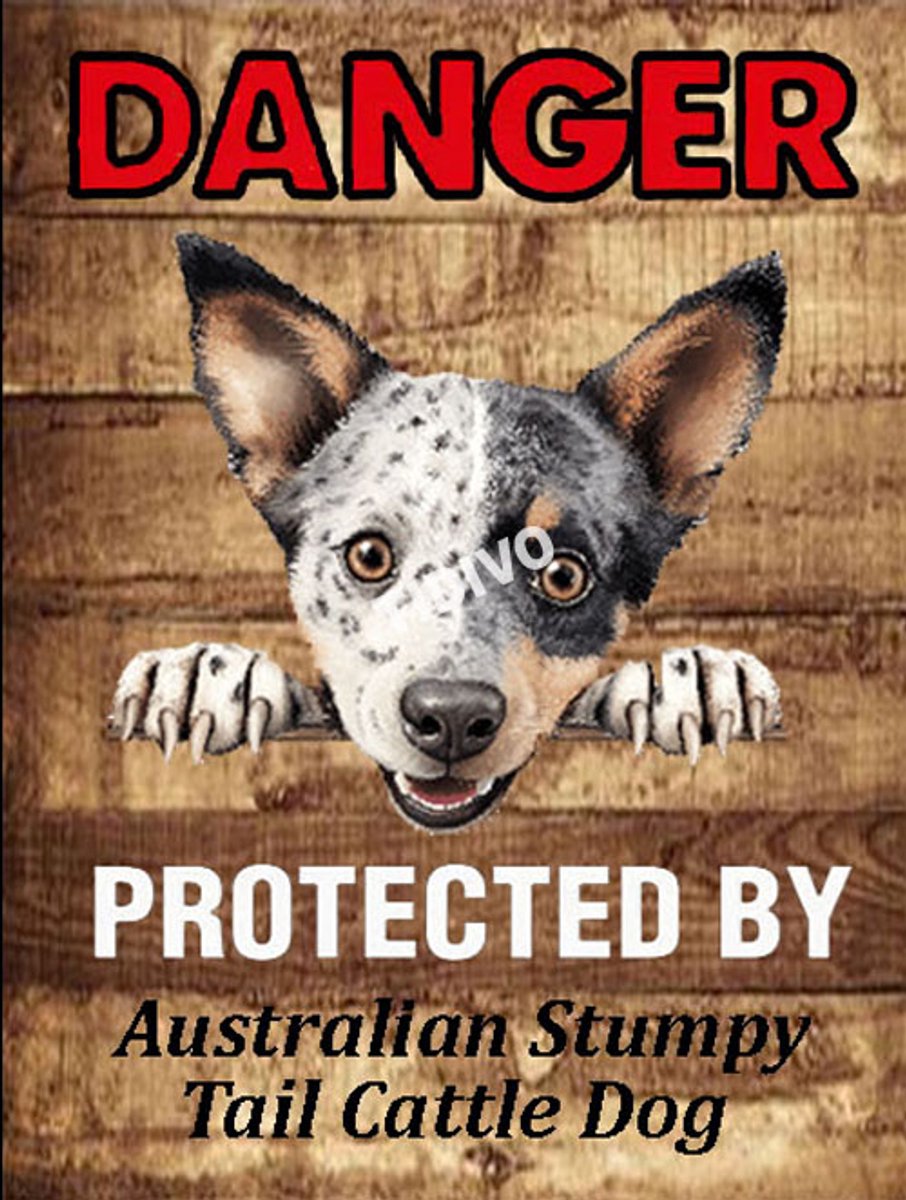 Australian Stumpy Tail Cattle Dog 19