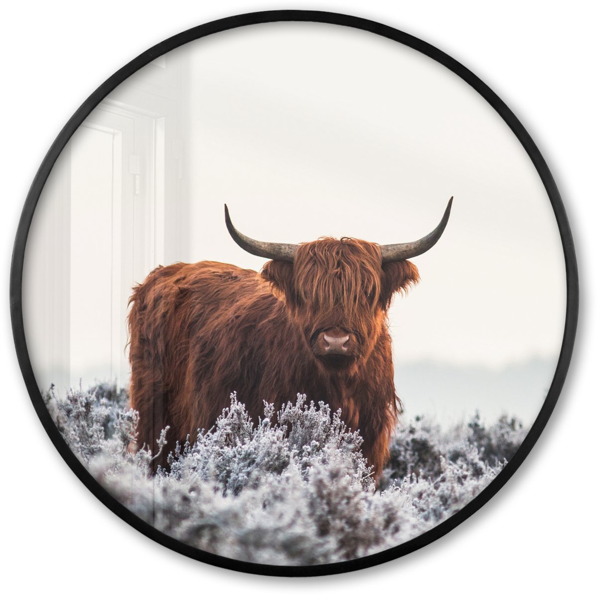 FrameYourWall Poster in lijst Rond - Fotolijst 60x60 cm - Posters - Schotse hooglander - Dier - Natuur - Wit - Ronde posterlijst zwart - Decoratie - Wanddecoratie woonkamer - Muurdecoratie slaapkamer Schotse hooglander - Winter