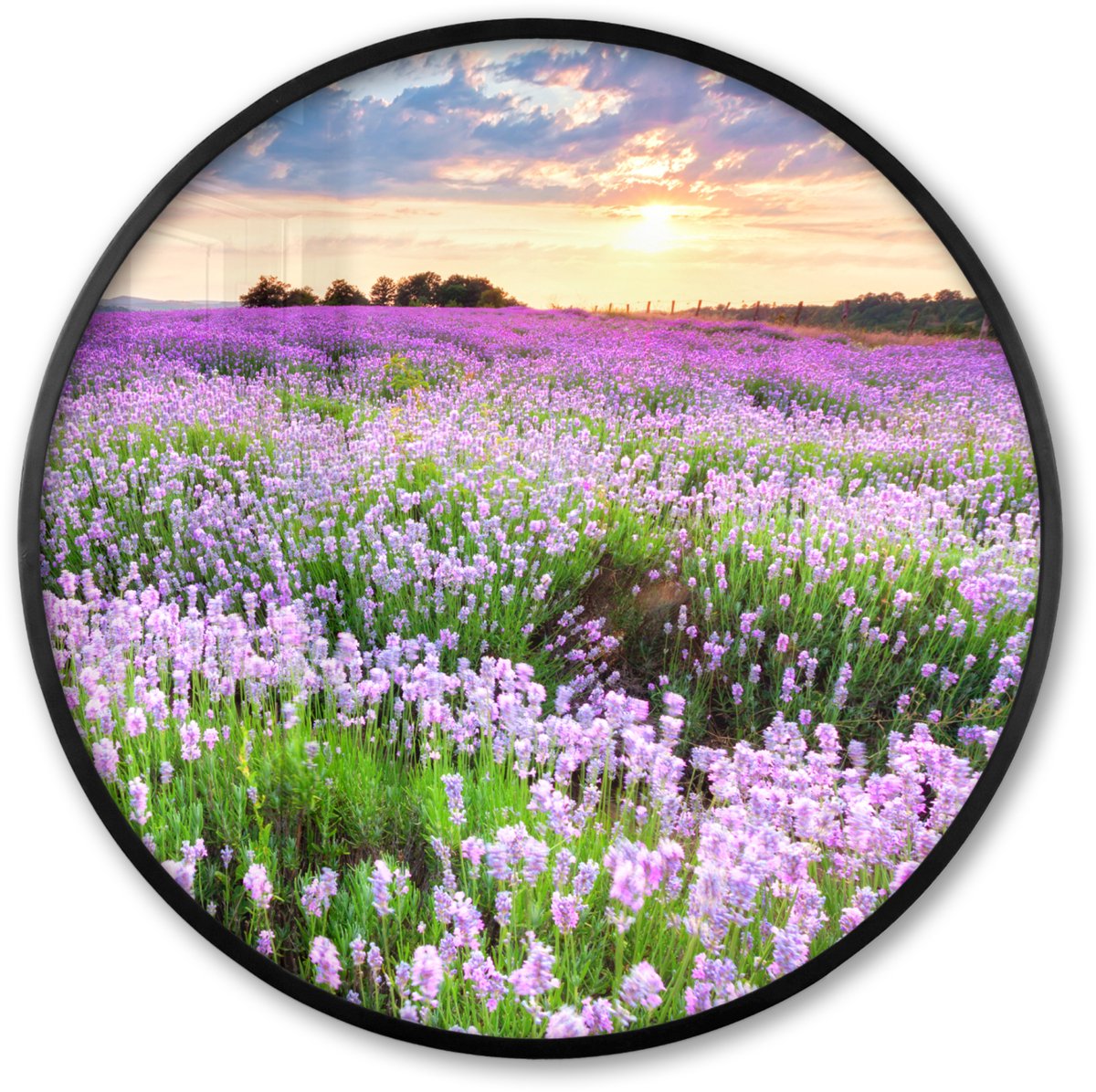 FrameYourWall Poster in lijst Rond - Fotolijst 80x80 cm - Posters - Lavendel - Bloemen - Zonsondergang - Paars - Weide - Ronde posterlijst zwart - Decoratie - Wanddecoratie woonkamer - Muurdecoratie slaapkamer
