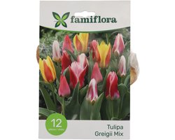 Famiflora Tulipa Greigii Mix - Voorjaarsbloeiers - 12 bloembollen - Opvallende kleurenmix voor visuele diversiteit en levendigheid - Trek bewondering van bezoekers en vogels door unieke bloemvormen