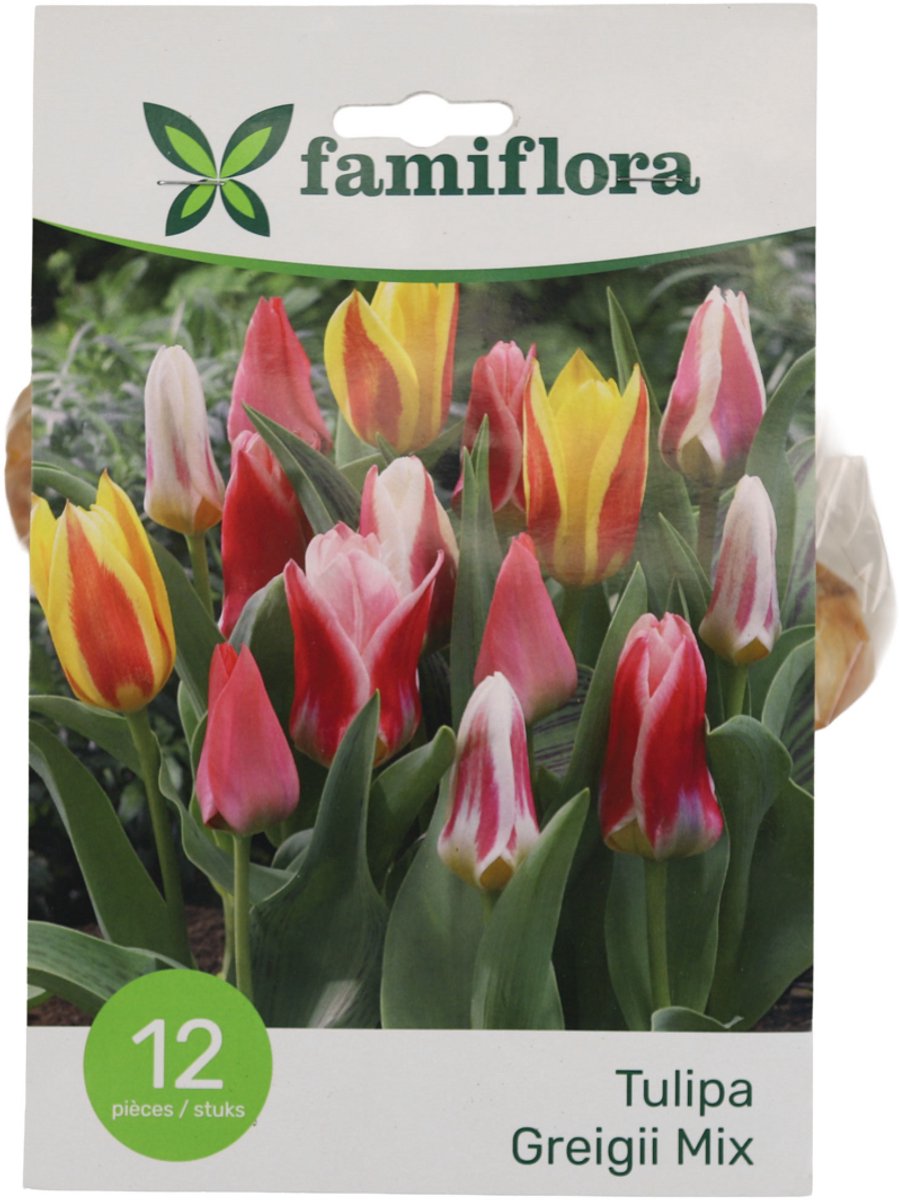 Famiflora Tulipa Greigii Mix - Voorjaarsbloeiers - 12 bloembollen - Opvallende kleurenmix voor visuele diversiteit en levendigheid - Trek bewondering van bezoekers en vogels door unieke bloemvormen