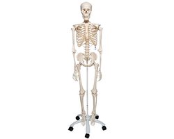 Menselijk skeletmodel met gratis anatomiesoftware voor anatomisch onderwijs