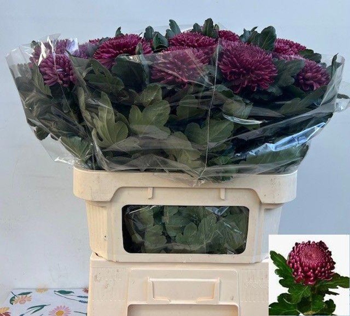 10x Chrysant bigoudi purple 80cm