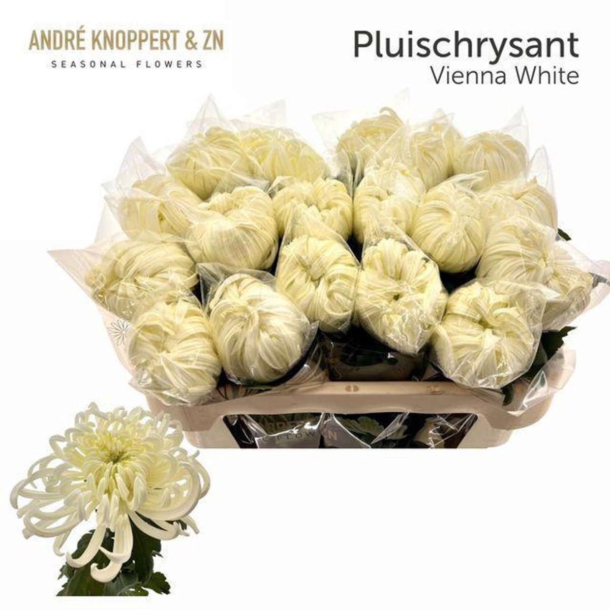 10x Chrysant vienna white 70cm