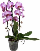 Fleurdirect - Phalaenopsis - 70 Cm - Ø 12 - 1 Stuks