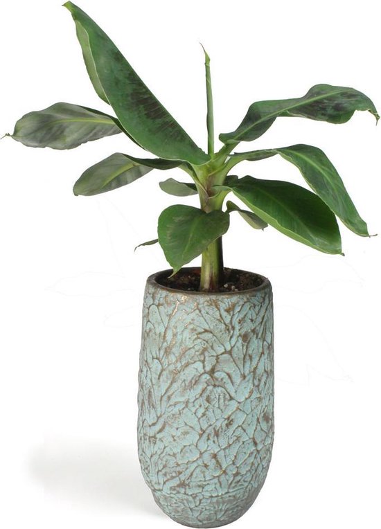 All in 1 kamerplant Bananenplant Musa dwarf cavendish XS in hoge antiq bronze bloempot