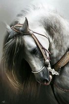 Schimmel Paard - 45x30 - VIERKANT - volledige bedekking - HQ Diamond painting pakket - liefde voor paarden - mooi paardje
