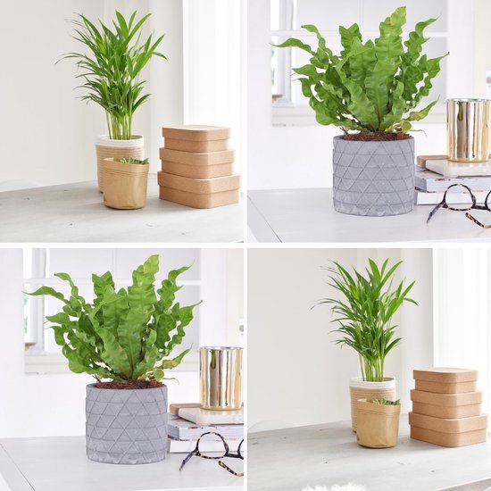 Bol Com Green Bubble Animal Lover Pakket 5x Diervriendelijke Planten 35cm Hoog