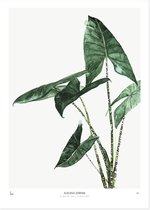 Alocasia Zebrina, art print 30x40cm