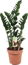 Zamioculcas Zamiifolia - Kamerpalm - ↑ 80-90cm - Ø 21cm