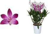 Orchidee van Botanicly – Bamboe orchidee roze – Hoogte: 40 cm, 6 takken – Dendrobium Berry Oda