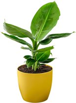 Musa 'Oriental Dwarf' - Bananenplant - Incl. geurende sierpot geel -  Kamerplant luchtzuiverend -↑ 30-45cm - Ø 12cm