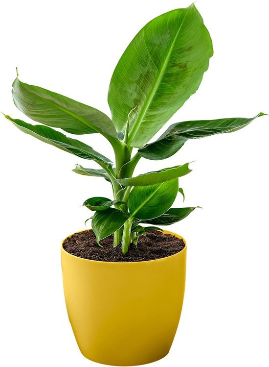 Musa 'Oriental Dwarf' - Bananenplant - Incl. geurende sierpot geel - ↑ 30-45cm - Ø 12cm