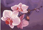 Wizardi Diamond Painting Kit ranch of Orchids WD038