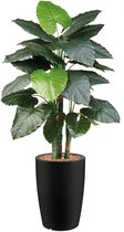 HTT - Kunstplant Philodendron in Genesis rond antraciet H150 cm