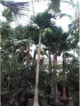 Areca catechu - Betelpalm 590-600cm - Dwergpalm