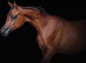 Fotobehang Paard XXL – posterbehang – behang bruin paard - 368 x 254 cm