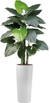 HTT - Kunstplant Philodendron in Clou rond wit H185 cm