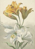 Poster Gele en Witte Lelies - Willem van Leen - Large 70x50 - Botanisch - Planten