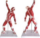 Het menselijk lichaam - anatomie model spieren, 50 cm