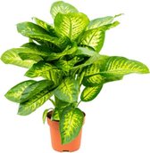 Dieffenbachia Maroba Plant 80cm↑ Potmaat Ø21cm
