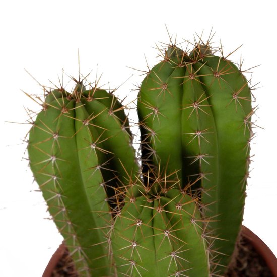 Eri yashirin kamera bilan rus porno xotini