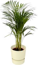 Areca palm inclusief elho Greenville Round wit D2H23 - Potmaat 19cm - Hoogte 85cm