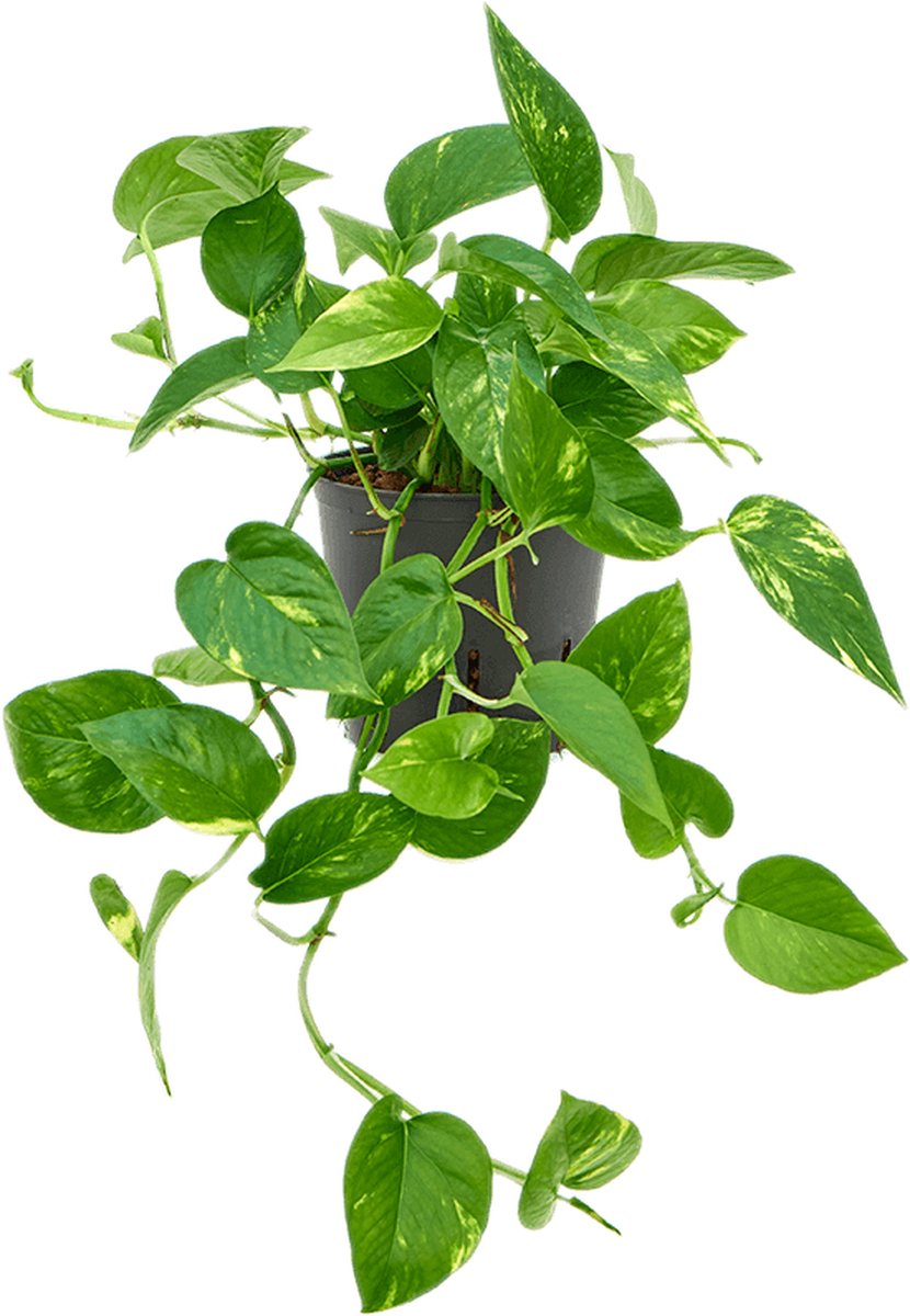 Scindapsus Hydrocultuur - 20