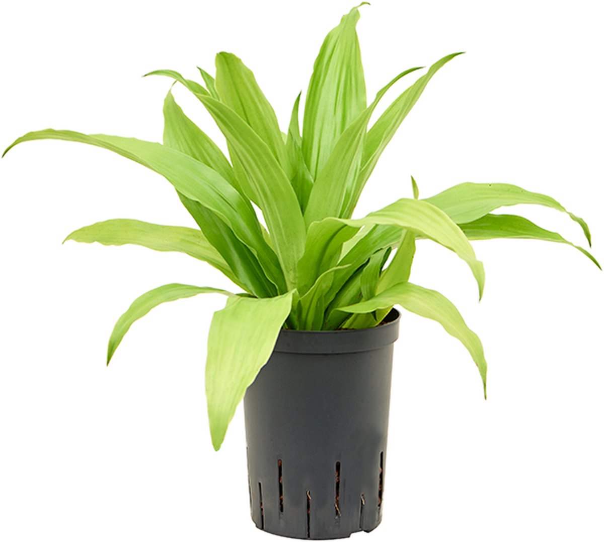 Dracaena fragrans 'Limelight' Hydrocultuur - 50cm pot 15cm