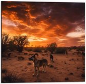 Dibond - Dieren - Honden - Landschap - Zonsondergang - Planten - 50x50 cm Foto op Aluminium (Met Ophangsysteem)