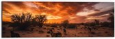 Dibond - Dieren - Honden - Landschap - Zonsondergang - Planten - 60x20 cm Foto op Aluminium (Met Ophangsysteem)