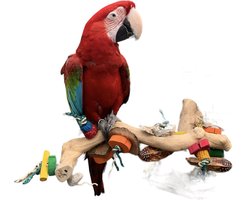 Home en Dier Zitstok met speelgoed M - Java zitstok voor papegaaien - Speelgoed voor vogels