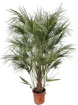 NatureNest - Palm - Chamaerops Humilis Struik - 1 Stuk - 180cm