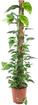 NatureNest - Drakenklimop - Epipremnum Pinnatum Mosstok - 1 Stuk - 150cm