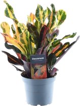 Trendyplants - Codiaeum Variegatum 'Mammi' - Croton - Kamerplant - Hoogte 20-40 cm - Potmaat Ø12cm