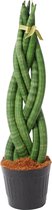 Trendyplants - Sansevieria Cylindrica 'Twist' - Kamerplant - 30-50 cm - Potmaat Ø10,5cm