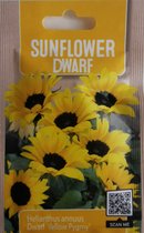 3 x Bloemenzaden |Zaadjes Bloemen | Planten Tuin | Eenjarige Bloeiers - Sunflower Dwarf | Dwerg Zonnebloem