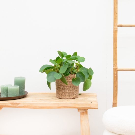 Pilea Peperomioides (Pannenkoekenplant) - 30cm
