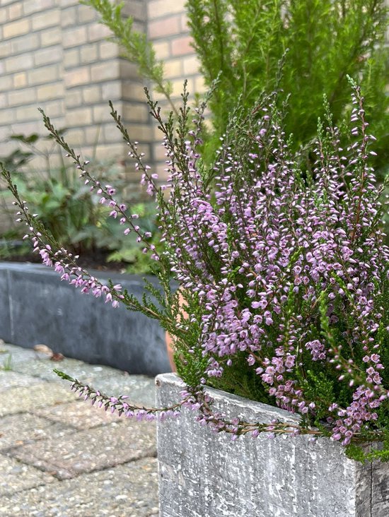 Wilde Heide Paars (Heidevelden) - 10 Stuks - Calluna vulgaris - P9.5 - Plant - Tuinplant - Heide