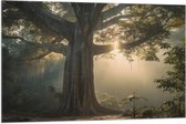Vlag - Boom - Bos - Natuur - Zonlicht - Planten - 105x70 cm Foto op Polyester Vlag