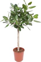 MaatShopXL | Ficus Benghalensis Op Stam - 140 Cm - Ø30