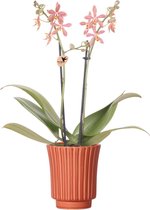 Kolibri Orchids | oranje Phalaenopsis orchidee - Spider in Retro terracotta - potmaat Ø9cm | bloeiende kamerplant - vers van de kweker