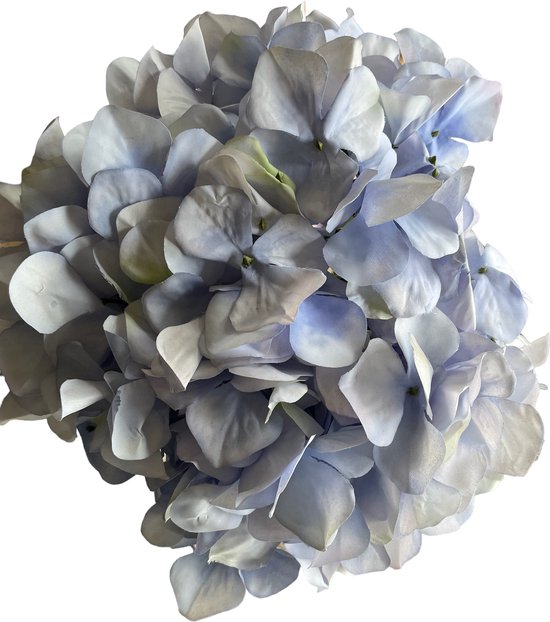Bloemen Hortensia blue