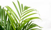 Dypsis Lutescens (Areca palm) - 110cm