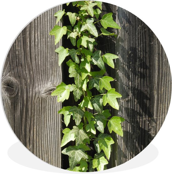 WallCircle - Wandcirkel ⌀ 60 - Een lichtgroene Hedera op een houten schutting - Ronde schilderijen woonkamer - Wandbord rond - Muurdecoratie cirkel - Kamer decoratie binnen - Wanddecoratie muurcirkel - Woonaccessoires
